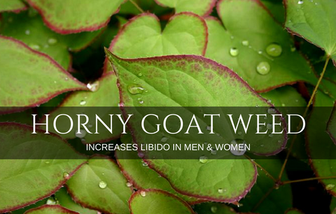 Have you heard of Horny Goat Weed?